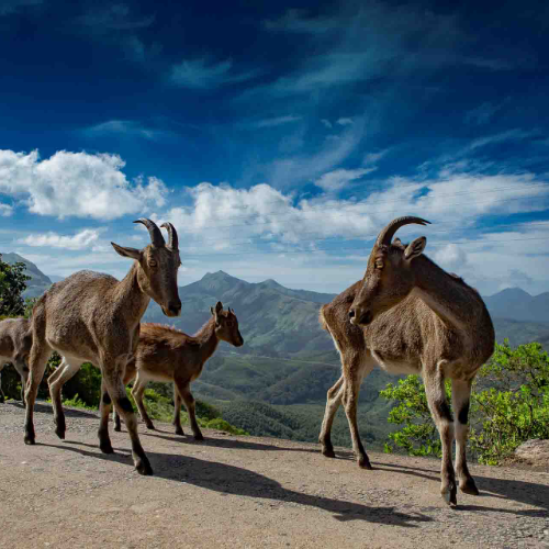 eravikulam_national_park_500